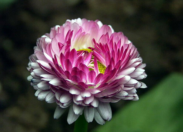 蜡菊.和想象一样美.