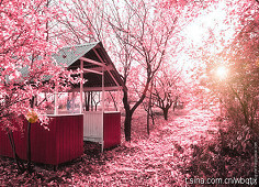 唯美粉色樱花雨图片图片
