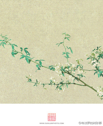 【百花录】之红梅,山茶,玉兰,木香,鸢尾-堆糖,美好生活研究所