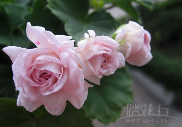 天竺葵直立品种--白鼠