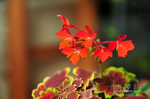 天竺葵图谱—枫叶天 天竺葵 踏花行花图片