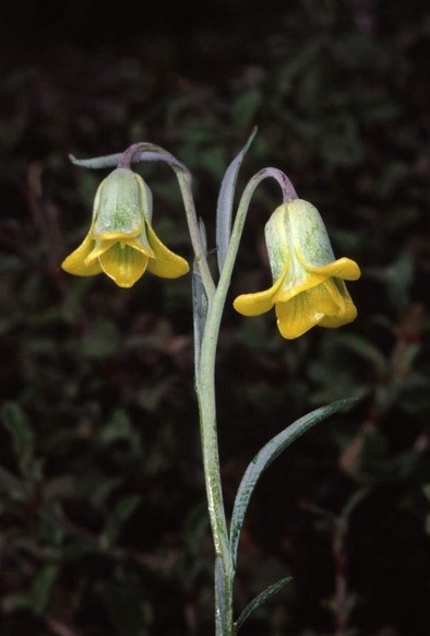 罗地亚贝母fritillaria rhodia