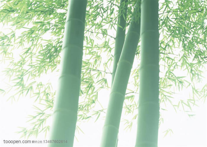 竹林风景-四根粗壮的竹竿特写高清桌面图片素材