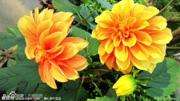 花花的名字虽然极俗气 可样子确实美的不得了 花形硕大,颜色丰富,有