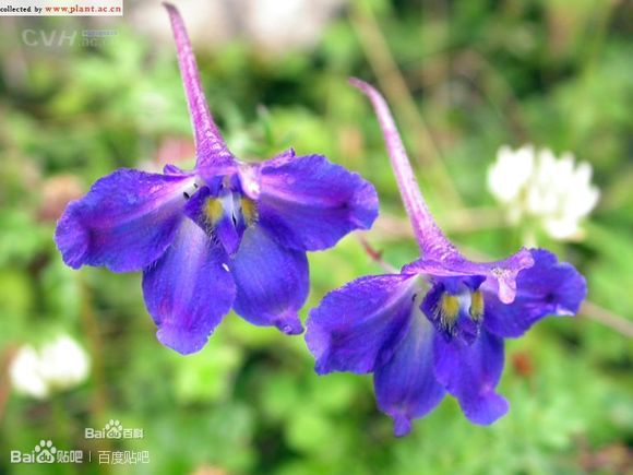 外形酷似一只燕子,故名飞燕草