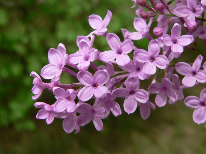 在法国,"丁香花开的时候"意指气候最好的时候. 生日是5月17日或者6