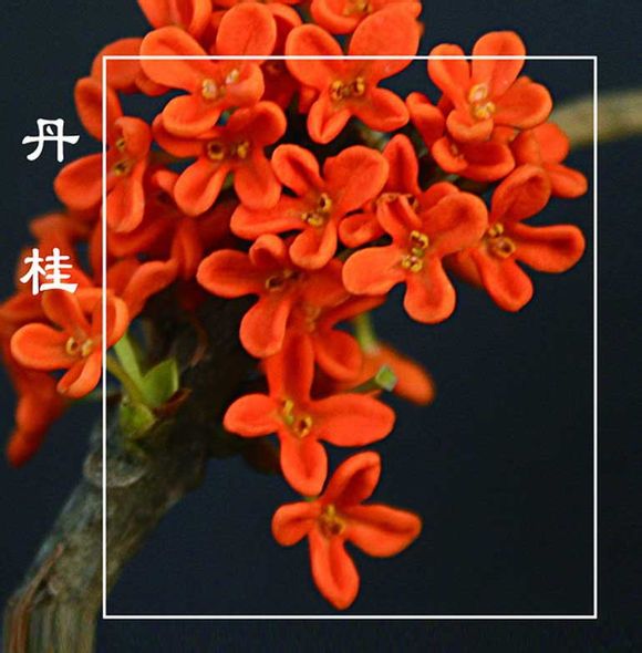 桂花 有称木犀,有"仙树","月桂","花中月老"之称 木樨科 原产中国西