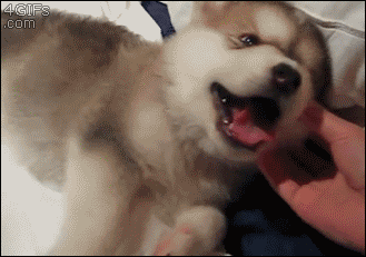 for animated gifs
