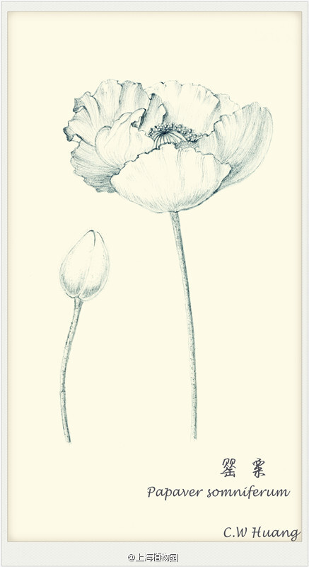 作者@catherinewhuang 手绘 植物 花卉 铅笔画
