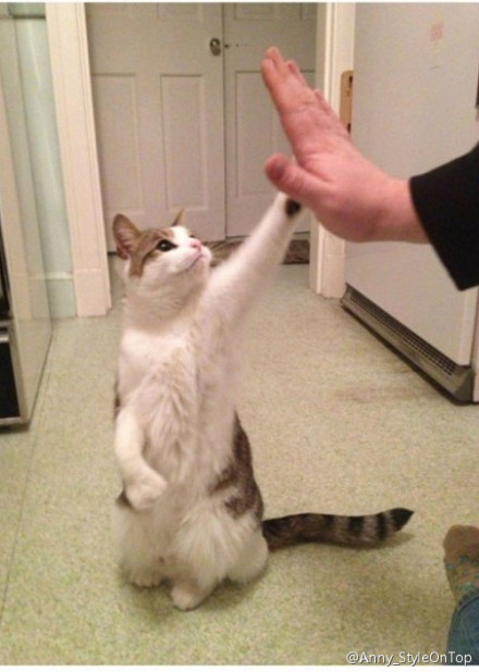 give me five图片,give me five壁纸 give me five~给你一点正能量!