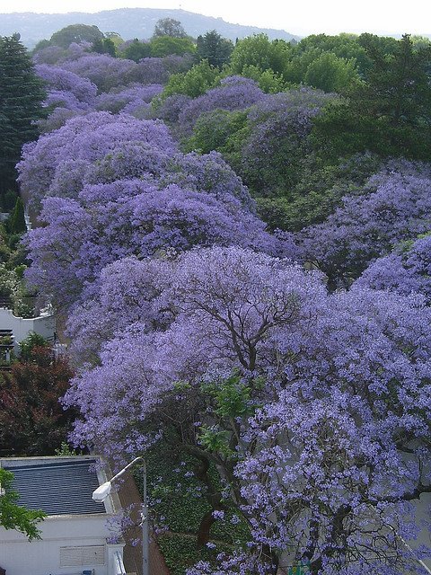 蓝桉树的花唯美图片图片
