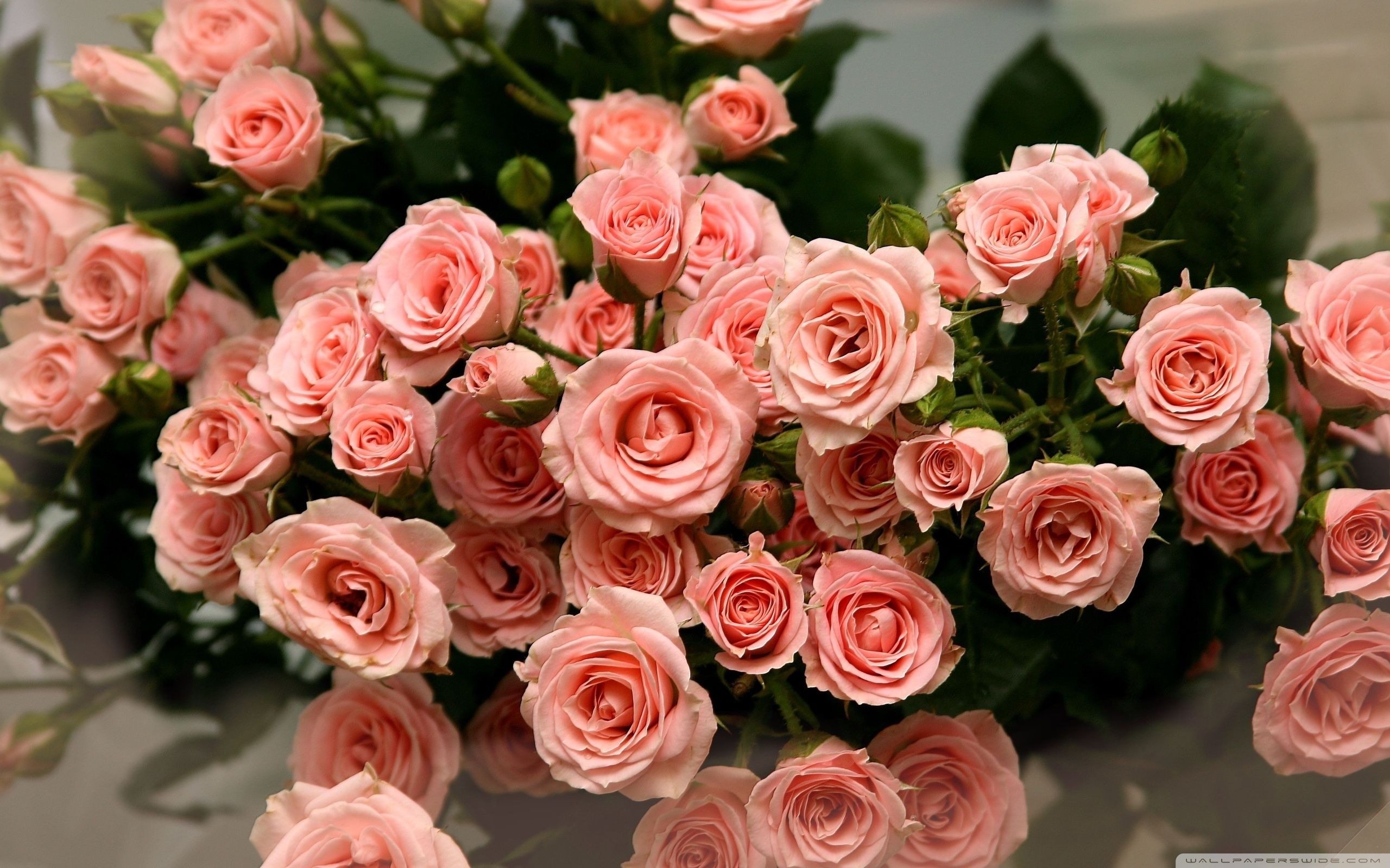 2014年3月21日 1:27   关注   粉玫瑰唯美的搜索结果