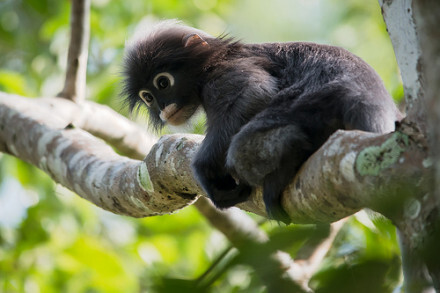 正式的中文名是郁乌叶猴 trachypithecus obscurus)分布在东南亚.