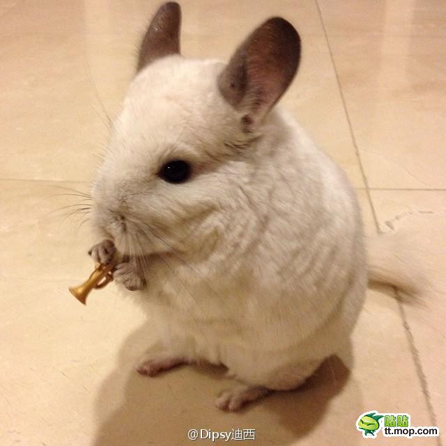 龙猫真是一只多才多艺的胖纸!