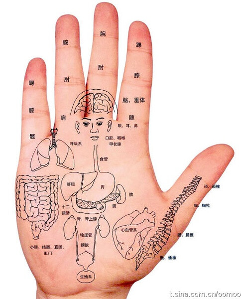 手掌对应内脏图图片