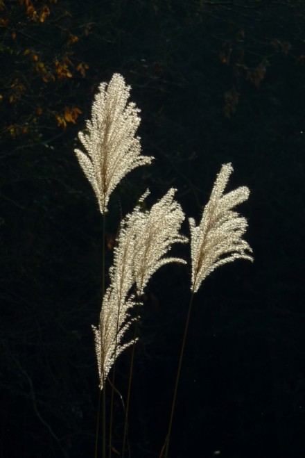 芒草