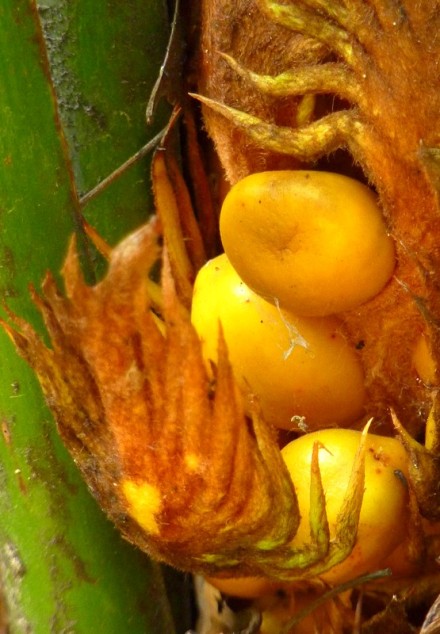 竹溪铁蛋照片图片