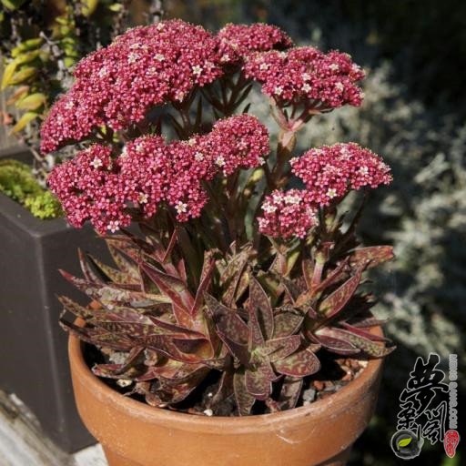 阿尔巴 crassula alba