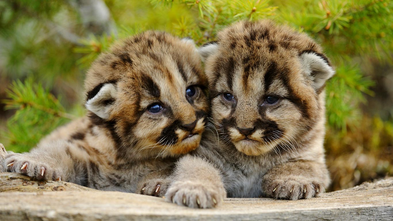 两只萌翻的美洲狮幼崽 siblingcougars