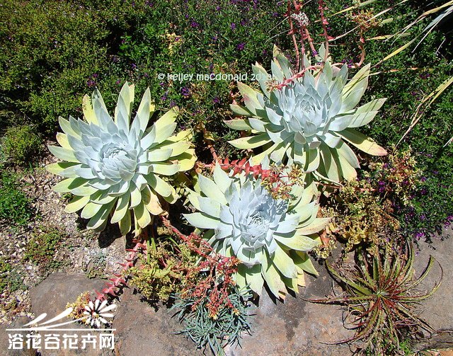 仙女杯dudleya brittonii——景天科仙女杯属,原产于下加利福尼亚州.