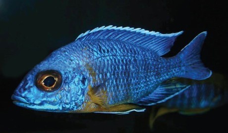 学名 aulonocara stuartgranti(chitimba bay)