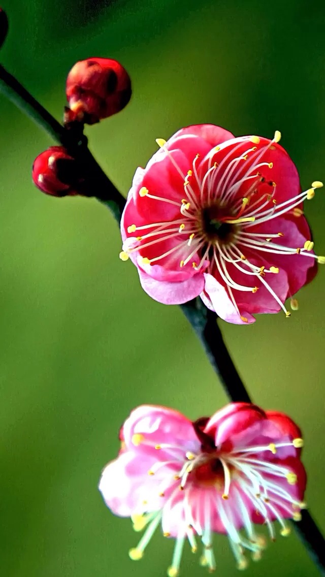 peach blossom,peach blossom valley peach blossom iphone 5s wallpaper
