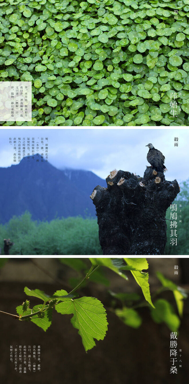 【七十二物候·谷雨三候 萍始生 鸣鸠拂其羽 戴胜降于桑