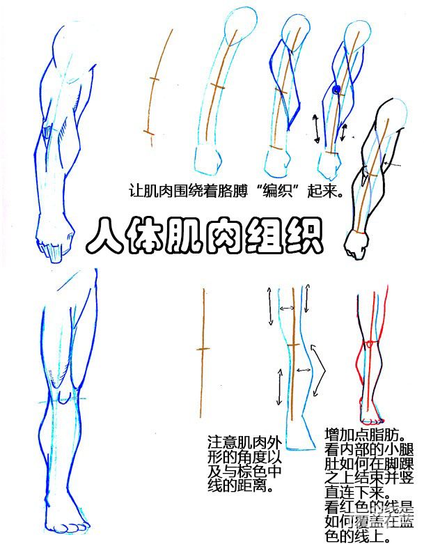 主要把肌肉生长曲线用线条清楚表达,画人体(肌肉男)很有帮主呀!