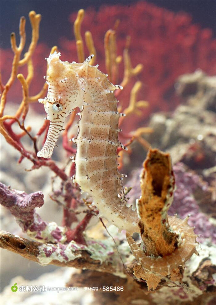 海洋生物图片单张图片