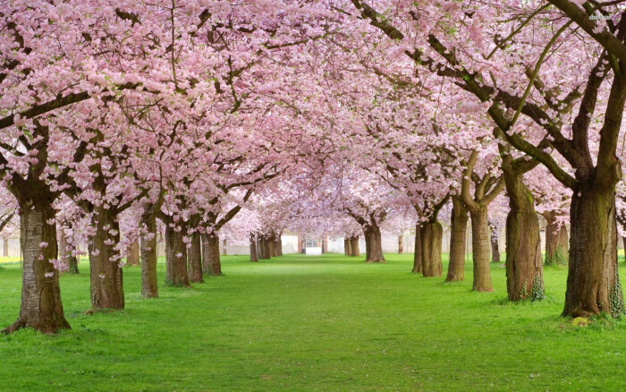 盛开的樱花树桌面壁纸