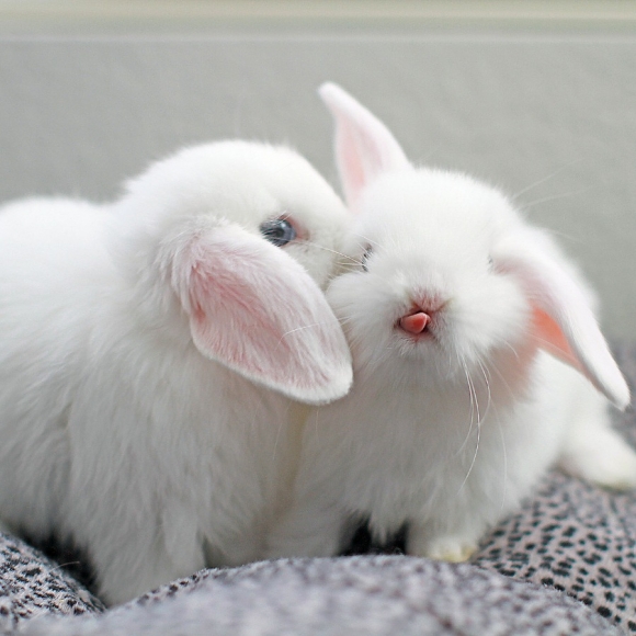 i never realized how cute baby bunny tongues are