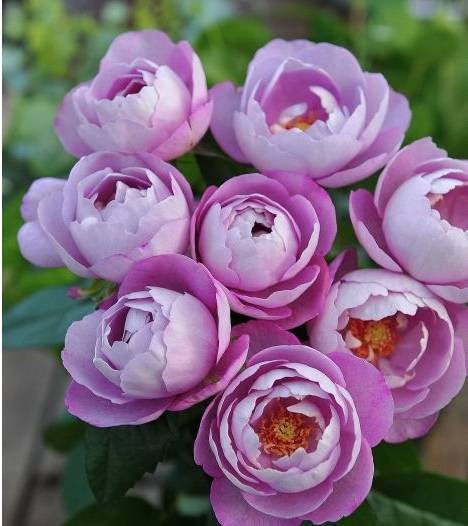 羊脂香水boule de parfum切花,2010年日本推出,花淡紫色调,强香,植株