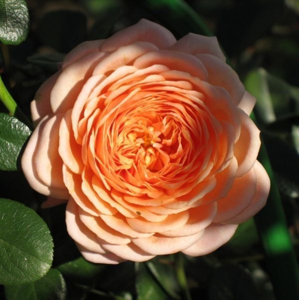 月季"伊莉莎白斯图亚特"