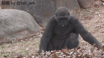 大猩猩逃跑动态表情包图片