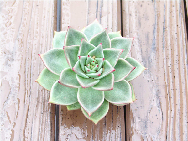 荷兰进口 多肉植物 天狼星 朱丽叶11~14cm 叶片 实物拍摄