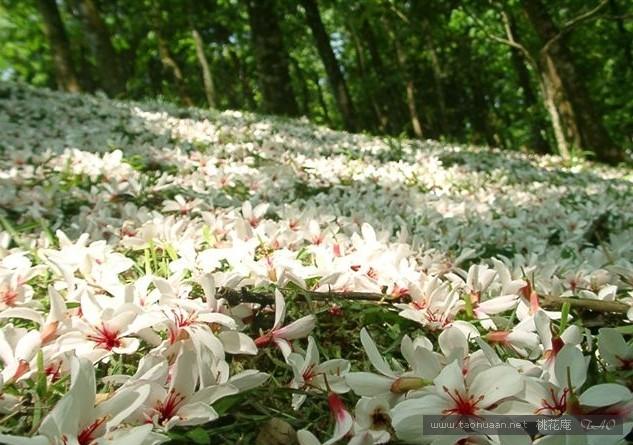 油桐花是蔷薇亚纲,大戟目的植物油桐(vernicia fordii (hemsl.
