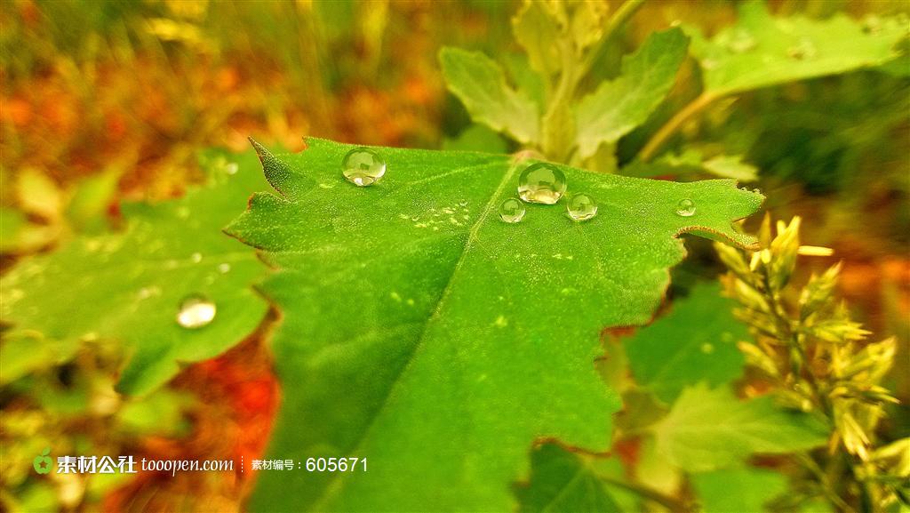 树叶上的露珠摄影高清桌面图片素材