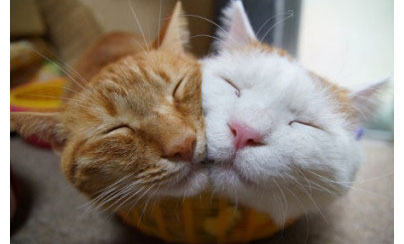 520专题-猫咪的情侣照,情到深处自然萌