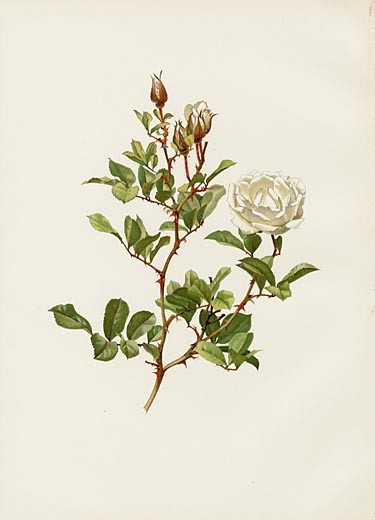 ellen wilmott rose prints genus rosa 1914