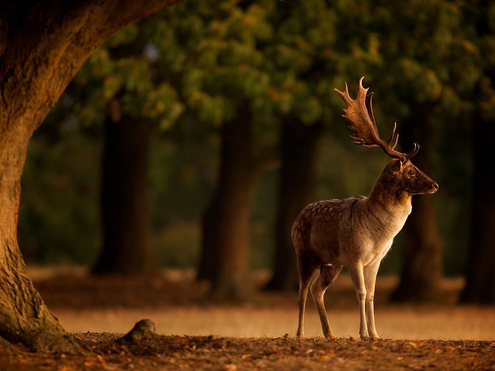 photo: a fallow deer at sunrise