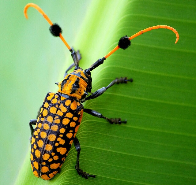 pom-pommed long horned beetle