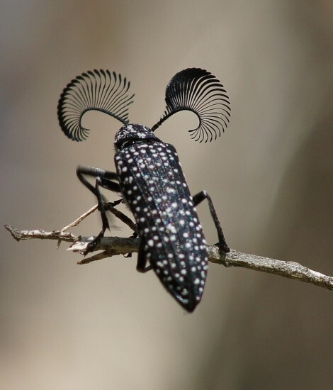 feather horned beetle with long bushy eyebrows
