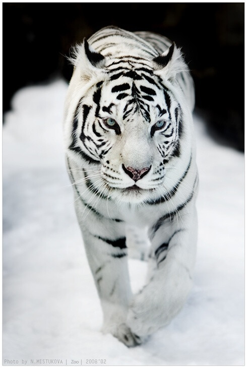 white tiger