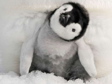 baby penguin.企鹅宝宝.