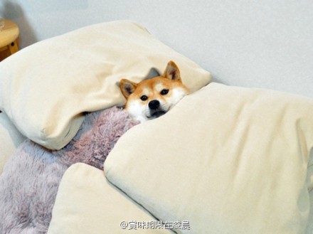 睡了,顺手帮我关一下灯,谢谢.