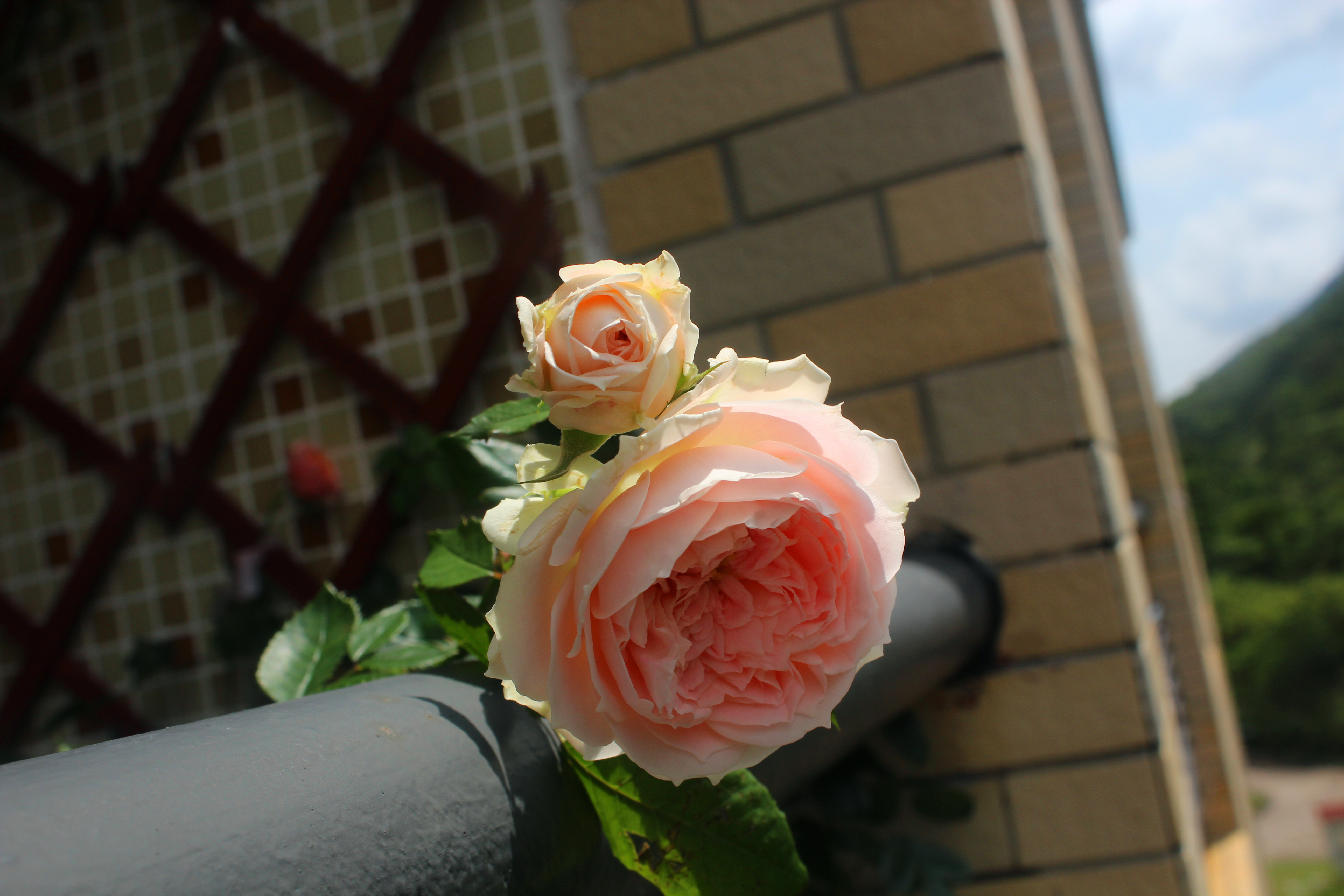 绒球门廊初花~超级美