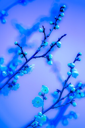 唯美梦幻的梅花