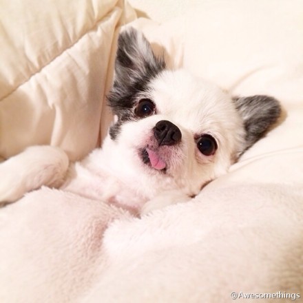 总是包裹被子里的汪星人chico