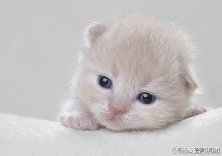 github小奶猫图片