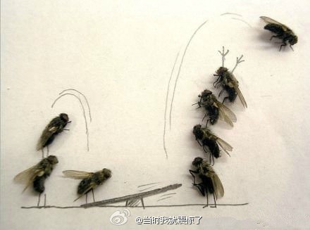 杀几只苍蝇 b.太阳下晾晒一个小时左右 3.